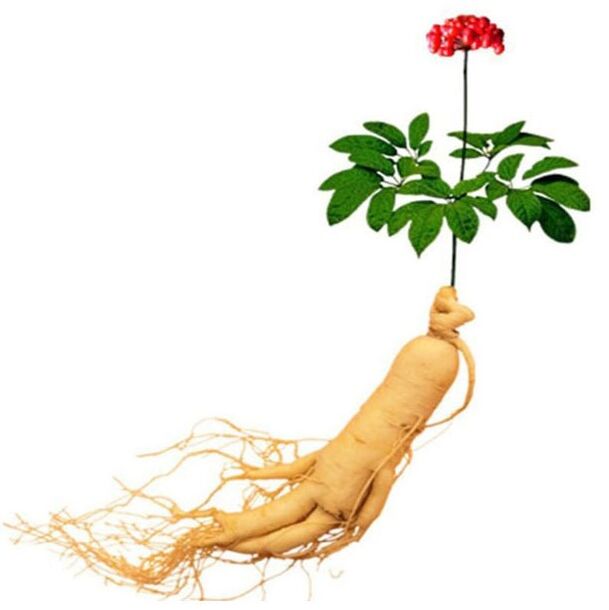 Xtrazex'te Ginseng Kök (1)