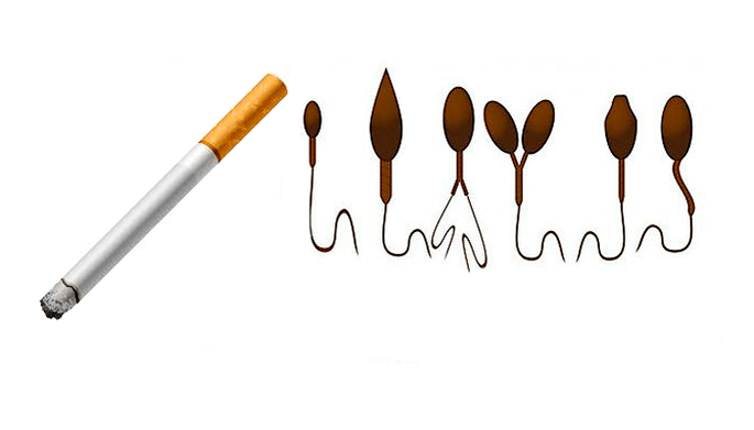 Tütün bağımlılığına bağlı anormal sperm yapısı
